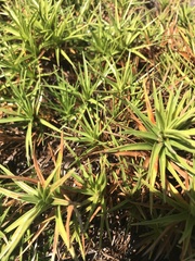 Cyperus pedunculatus