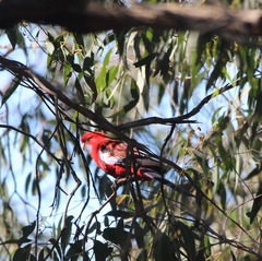 Platycercus elegans elegans
