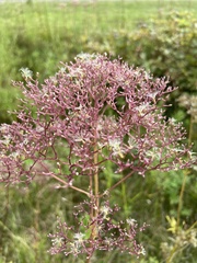 Valeriana