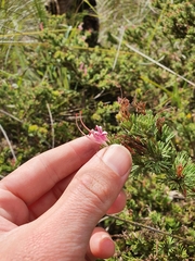 Adenanthos meisneri