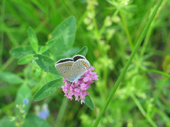 Polyommatus amandus