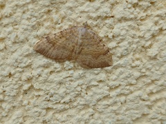 Camptogramma bilineata