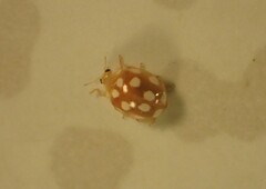 Vibidia duodecimguttata