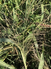 Panicum capillare