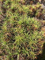 Cyperus pedunculatus
