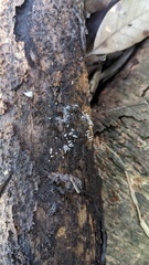 Arcyria cinerea