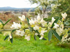 Chamaecytisus prolifer