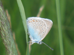 Polyommatus amandus
