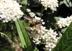 Spilomyia longicornis