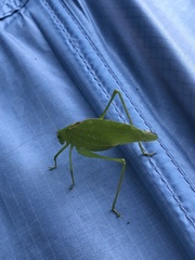 Amblycorypha