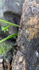 Arcyria cinerea
