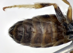 Halictus vestitus