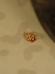 Vibidia duodecimguttata