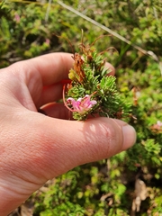 Adenanthos meisneri