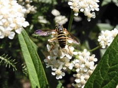 Spilomyia longicornis