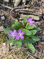 Primula angustifolia