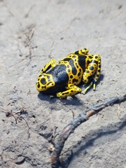 Dendrobates leucomelas