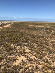 Cyperus pedunculatus