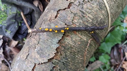 Dicephalospora rufocornea