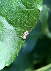 Salticinae
