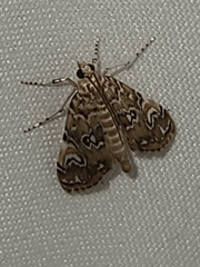 Elophila gyralis