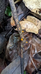 Dicephalospora rufocornea