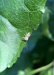 Salticinae