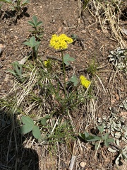 Cymopterus lemmonii