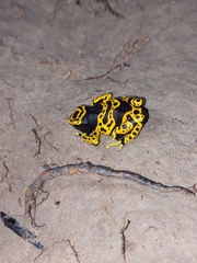 Dendrobates leucomelas