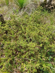 Adenanthos meisneri