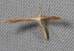 Lioptilodes albistriolatus