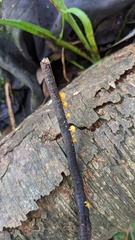 Dicephalospora rufocornea