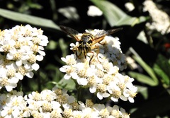Spilomyia longicornis