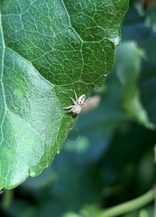Salticinae