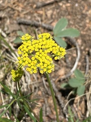 Cymopterus lemmonii