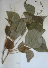 Hylodesmum glutinosum