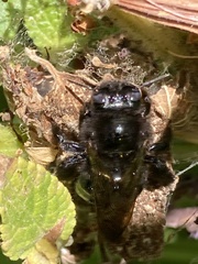 Xylocopa sonorina