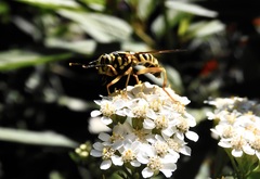 Spilomyia longicornis