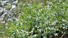 Pistacia terebinthus