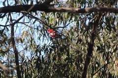 Platycercus elegans elegans