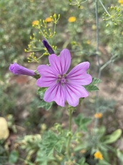 Malva sylvestris
