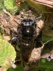 Xylocopa sonorina