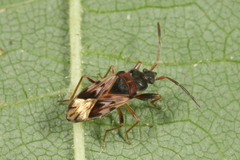 Scolopostethus