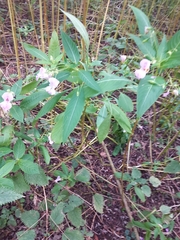Impatiens glandulifera