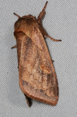 Bellura densa