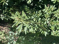 Rhododendron micranthum