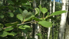 Alnus incana