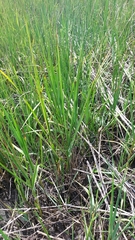 Sporobolus alterniflorus