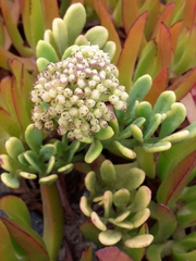 Crithmum maritimum