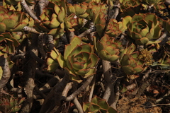 Aeonium lancerottense image